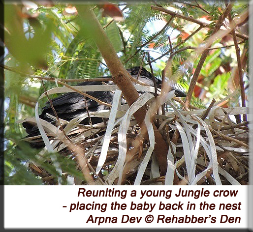 Reuniting a young Jungle crow
